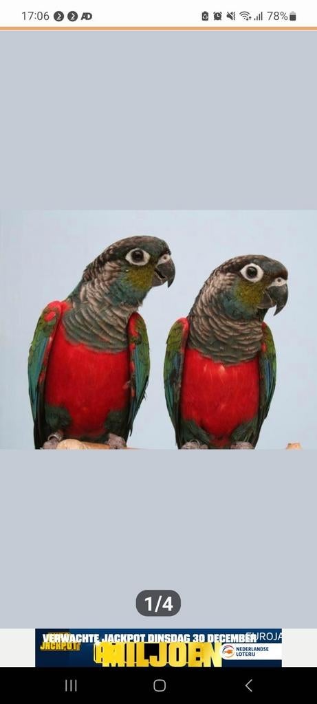 Ben al lang op zoek na zo vogel het liefst jong en dan een m, Mannelijk, Parkiet, Tam