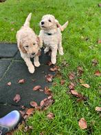 Twee reutjes te koop labradoodle medium, Dieren en Toebehoren, CDV (hondenziekte), 8 tot 15 weken, Meerdere, Nederland
