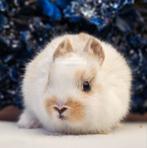 DE ENIGE ECHTE MINI LOFFELOHR KONIJNTJES, Meerdere dieren, Dwerg, 0 tot 2 jaar