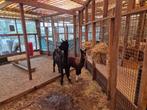 Alpaca's | Moeder met hengstjong | Deskundig advies, Meerdere dieren, Overige soorten