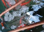 Goud vissen diverse kleuren, Dieren en Toebehoren