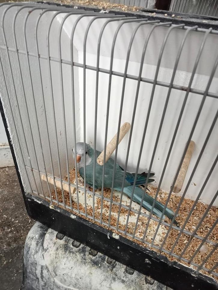 Blauwe muisparkiet man, Dieren en Toebehoren, Vogels | Parkieten en Papegaaien, Parkiet, Vrouwelijk