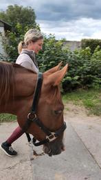 Vakantie stalling ponny gezocht, Stalling