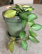 Hoya Burtoniae in groen potje, Huis en Inrichting, Ophalen, In pot, Halfschaduw, Minder dan 100 cm