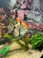 Maanvis, Dieren en Toebehoren, Vis