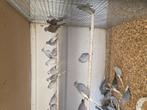 Diamant duiven, Dieren en Toebehoren, Vogels | Duiven, Meerdere dieren, Overige soorten
