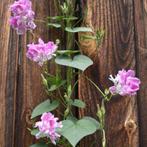 Zaden Ipomoea Ruffled Pink, Verzenden, Volle zon