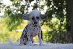 Chinese Naakthond of Powderpuff, CDV (hondenziekte), Meerdere, 8 tot 15 weken, Meerdere dieren