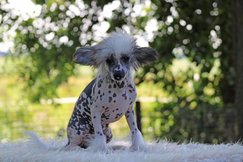 Chinese Naakthond of Powderpuff, Dieren en Toebehoren, Honden | Chihuahua's en Gezelschapshonden, Meerdere dieren, Overige rassen