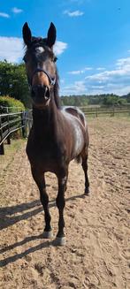 Bloedmooie 3 jarige merrie, Dieren en Toebehoren, Paarden, Merrie, Gechipt, Dressuurpaard, 3 tot 6 jaar