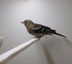 Koppel jonge vinken, Meerdere dieren, Tropenvogel