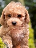 Super knappe mini Doodle pups ( Maltipoo ) Div.kleuren, Dieren en Toebehoren, Poedel, Parvo, Nederland, 8 tot 15 weken