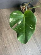 monstera thai constellation, Huis en Inrichting, Ophalen of Verzenden