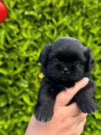 Shih-tzu pups., CDV (hondenziekte), Particulier, Meerdere, 8 tot 15 weken