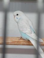 TK 2 jongen grasparkietjes, Dieren en Toebehoren, Vogels | Parkieten en Papegaaien, Meerdere dieren, Parkiet, Tam