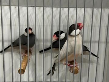 Rijstvogels beschikbaar voor biedingen