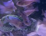 te koop jonge aulonocara baenschi benga, Dieren en Toebehoren, Vis