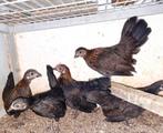Java kriel, Dieren en Toebehoren, Meerdere dieren, Kip