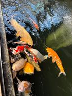 Koi moet weg!!!!, Dieren en Toebehoren, Vissen | Vijvervissen, Karper of Koi