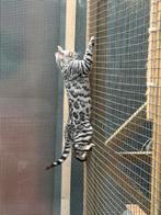 Zilver bengaal katertje per direct beschikbaar., Dieren en Toebehoren, Kater, Ontwormd