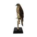 PRACHTIGE OPGEZETTE HAVIK TE KOOP!!!, Verzamelen, Dierenverzamelingen, Ophalen of Verzenden, Nieuw, Vogel, Opgezet dier