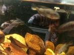 Diverse chicliden, Dieren en Toebehoren, Vissen | Aquariumvissen, Vis