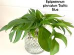Epipremnum pinnatum 'Baltic Blue' stekken, Ophalen of Verzenden, Overige soorten, Minder dan 100 cm