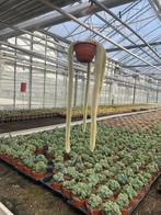 Cactus/suculent Monkey’s Tail Hildewintera Colademononis, Ophalen of Verzenden, Minder dan 100 cm, Bloeiende kamerplant, Volle zon