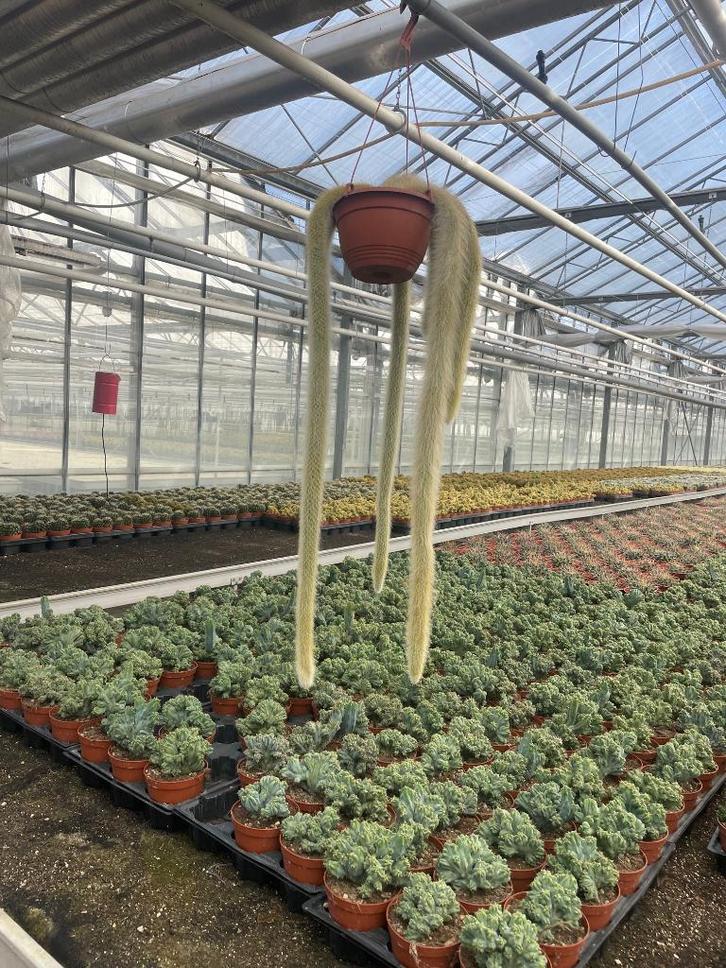 Cactus/suculent Monkey’s Tail Hildewintera Colademononis, Huis en Inrichting, Kamerplanten, Cactus, Minder dan 100 cm, Bloeiende kamerplant