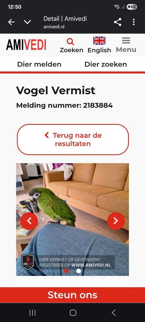 Vermist Roodschouder ara, Dieren en Toebehoren, Pluimvee, Overige soorten, Mannelijk