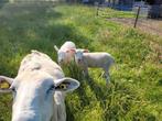 Nolana x Swifter lammeren, Dieren en Toebehoren, Schapen, Geiten en Varkens, Meerdere dieren, Schaap