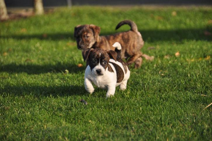 Te koop lieve kleine laagbenige Jack Russel pups (teefjes), Dieren en Toebehoren, Honden | Jack Russells en Terriërs, Meerdere dieren