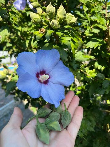 Hibiscus zaden ✅ ( 8 verschillende kleuren bloemen) beschikbaar voor biedingen