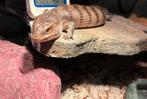 Blauwtongskink, Dieren en Toebehoren, Reptielen en Amfibieën, Hagedis, Met terrarium, 0 tot 2 jaar