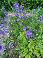 Tuinplanten en pootaardappelen, Volle zon, Vaste plant, Zomer, Ophalen