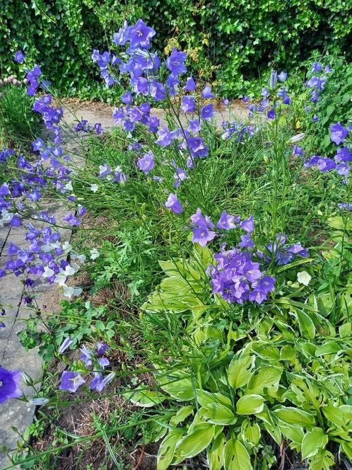 Tuinplanten en pootaardappelen, Tuin en Terras, Planten | Tuinplanten, Vaste plant, Overige soorten, Volle zon, Zomer, Ophalen