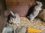 Moeder dochter konijnen te koop, Dieren en Toebehoren, Konijnen, Vrouwelijk