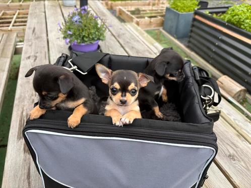 Chihuahua pup kortharig Friesland, Dieren en Toebehoren, Honden | Chihuahua's en Gezelschapshonden, Reu, Chihuahua, Particulier