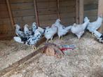 Bonte leghorn hennen te koop., Vrouwelijk, Kip