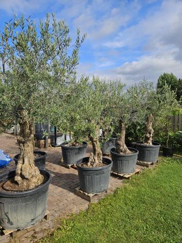 AANBIEDING: OUDE DIKKE OLEA EUROPAEA OLD SKIN OLIJFBOMEN beschikbaar voor biedingen