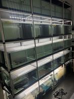 Aquarium kweekstelling proffesioneel l-nummers l46 l333 l236, Ophalen, Zo goed als nieuw