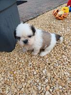 lieve ,leuke raszuivere shih tzu pups (5 december tip), Dieren en Toebehoren, Honden | Chihuahua's en Gezelschapshonden, Overige rassen
