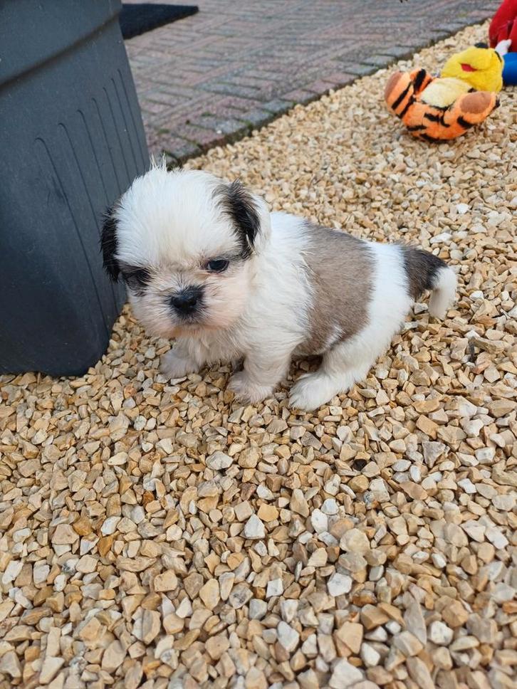 lieve ,leuke raszuivere shih tzu pups (5 december tip), Dieren en Toebehoren, Honden | Chihuahua's en Gezelschapshonden, Meerdere dieren