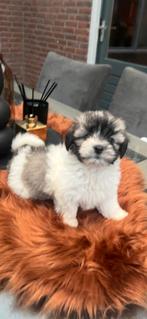 2 mooie boomer puppies, Dieren en Toebehoren, Rabiës (hondsdolheid), Overige rassen, 8 tot 15 weken, Meerdere