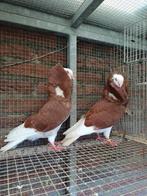 Oud Hollandse Kapucijnen, Dieren en Toebehoren, Meerdere dieren, Overige soorten