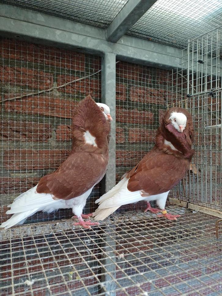 Oud Hollandse Kapucijnen, Dieren en Toebehoren, Vogels | Duiven, Overige soorten, Meerdere dieren