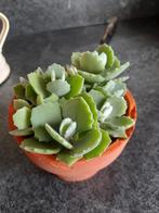 Kalanchoe milotii, Huis en Inrichting, Kamerplanten, Ophalen of Verzenden, Halfschaduw, Minder dan 100 cm
