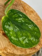 Scindapsus Baticon Variegata Stek, Huis en Inrichting, Kamerplanten, Ophalen of Verzenden, Halfschaduw, Minder dan 100 cm