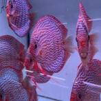 Rood turquoise x Red Spotted green 8-9 cm -Discus- Koidream, Dieren en Toebehoren, Vissen | Aquariumvissen, Vis, Zoetwatervis