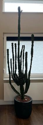 Afrikaanse Melkboom Cactus Euphorbia, Ophalen, 200 cm of meer, In pot, Cactus